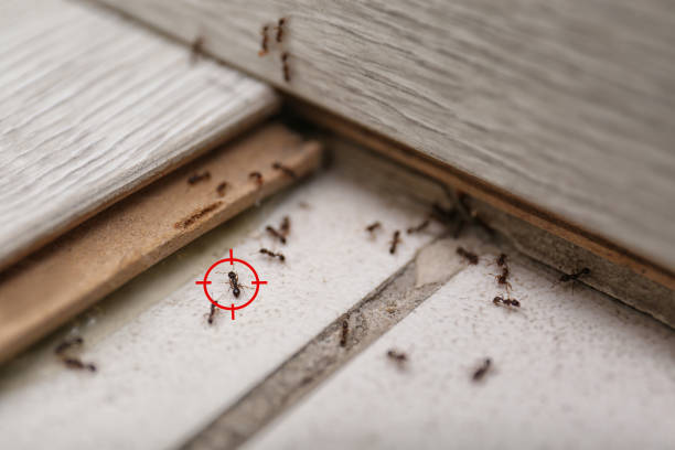 Best Best Pest Control Companies  in Philmont, NY